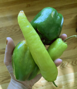 hand holding fresh vegetables